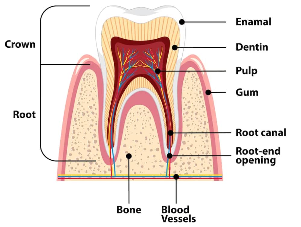 Tooth root canals